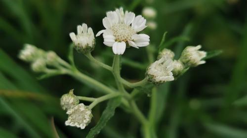achillea_ptarmica_jd.jpg
