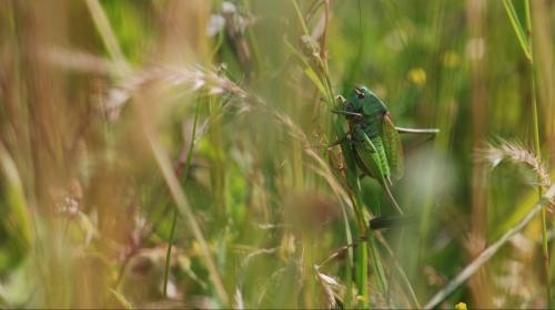 decticus_verrucivorus_web.jpg