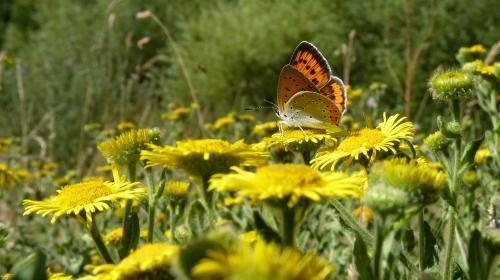 lycaena_dispar_femelle_-_credit_lucie_texier.jpg